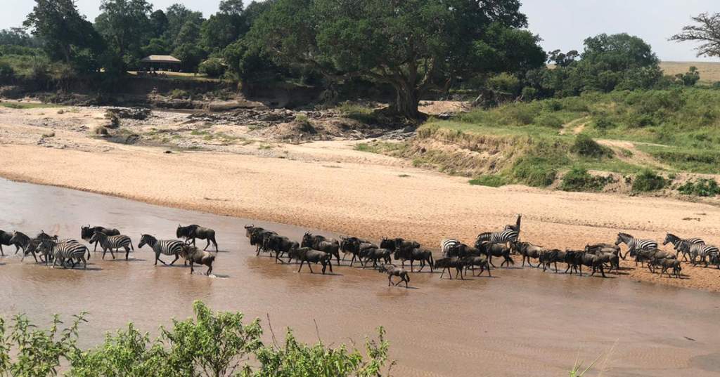 Pemandangan udara padang rumput Maasai Mara di Kenya dengan kelompok satwa liar yang melintas di dekat area pembangunan akomodasi pariwisata.